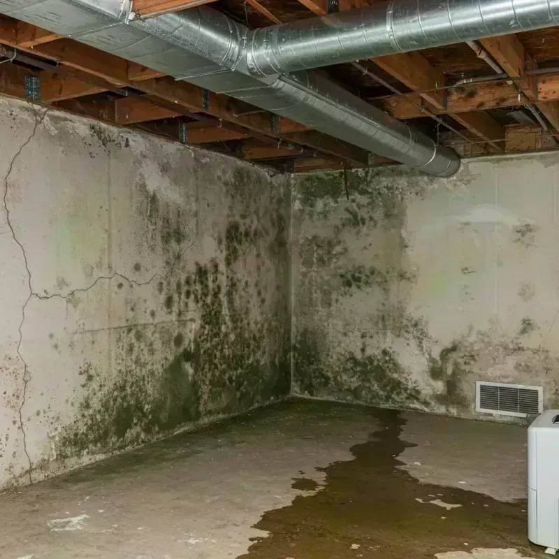 Professional Mold Removal in Lewiston, ID